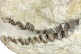 Fossil Oreodont (Merycoidodon) Skull - South Dakota #285132-8